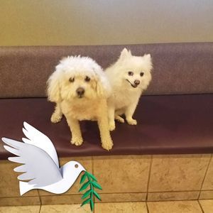 Meet your Posher, Holly